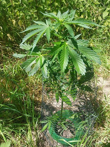Growreport Bild 11