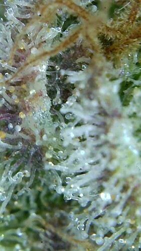 Growreport Bild 39
