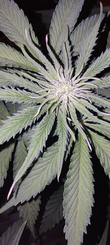 Growreport Bild 4