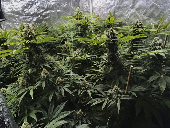Growreport Bild 4
