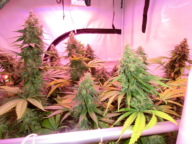 Growreport Bild 6
