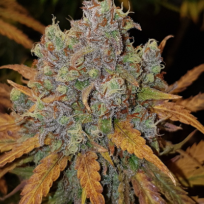 Growreport Bild 13
