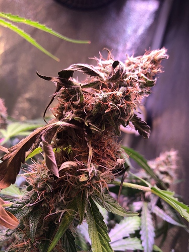 Growreport Bild 36