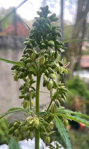 Growreport Bild 2