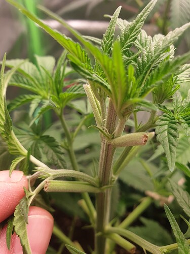 Growreport Bild 4