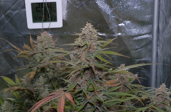 Growreport Bild 7