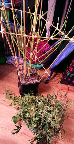 Growreport Bild 2
