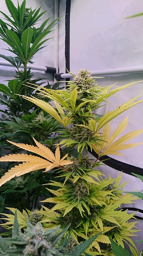 Growreport Bild 10