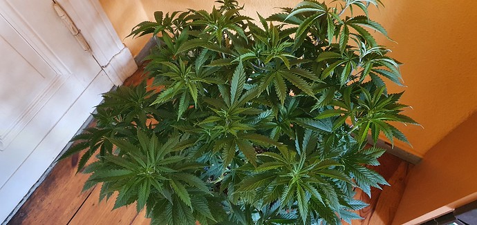 Growreport Bild 7