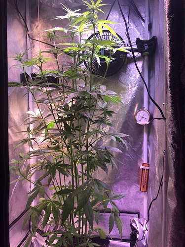 Growreport Bild 32