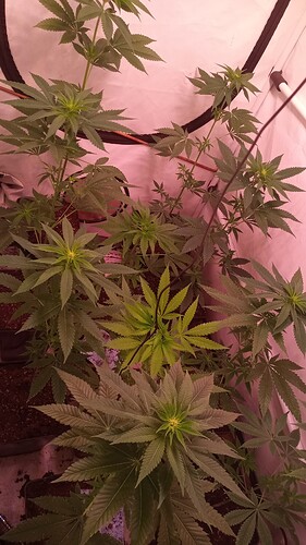 Growreport Bild 6