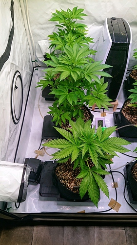 obscura1603387020555