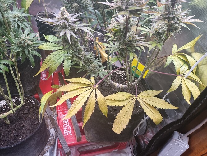 Growreport Bild 34