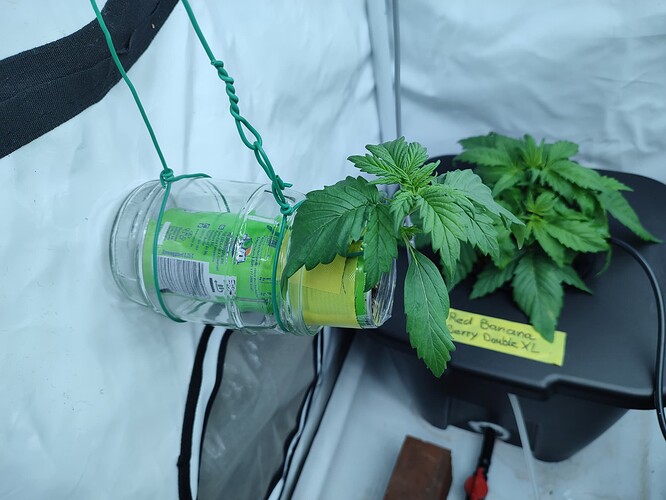 Growreport Bild 12