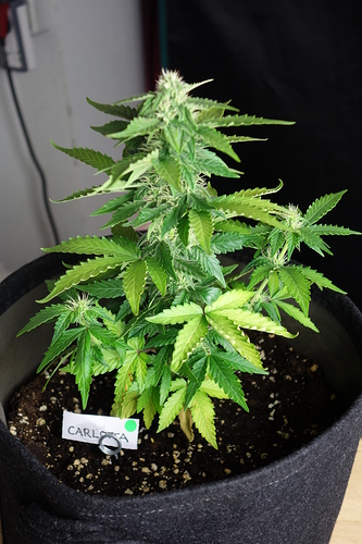 Growreport Bild 57