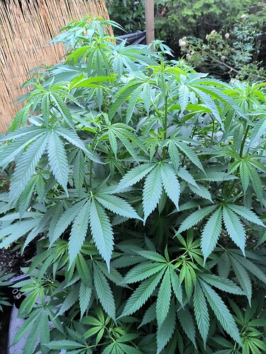 Growreport Bild 7