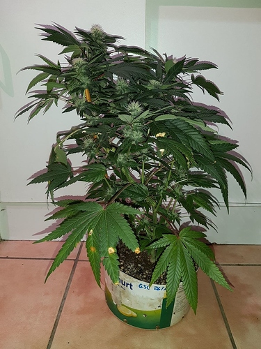 Growreport Bild 13