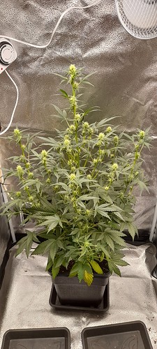 Growreport Bild 4