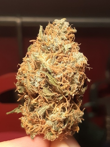 Growreport Bild 13