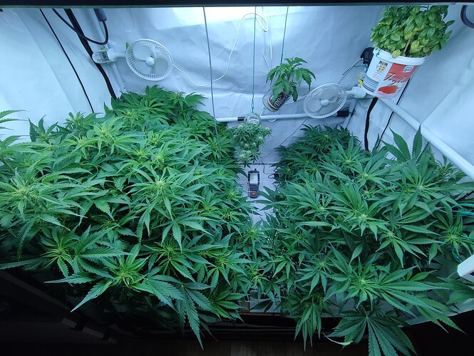 Growreport Bild 60