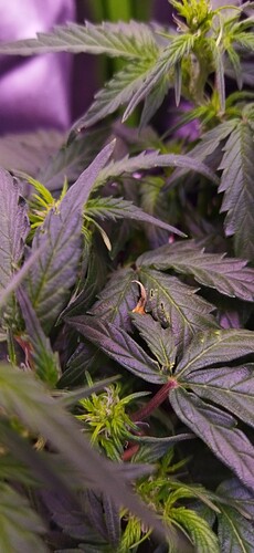 Growreport Bild 61