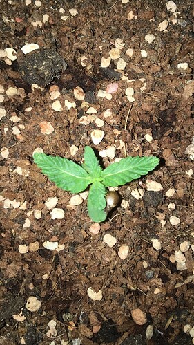 Growreport Bild 4