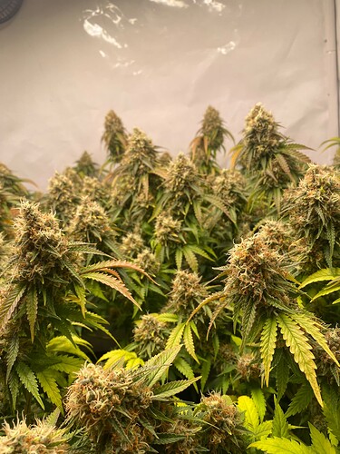 Growreport Bild 4