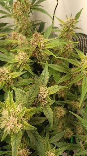 Growreport Bild 2