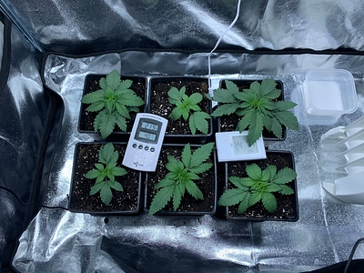 Growreport Bild 10