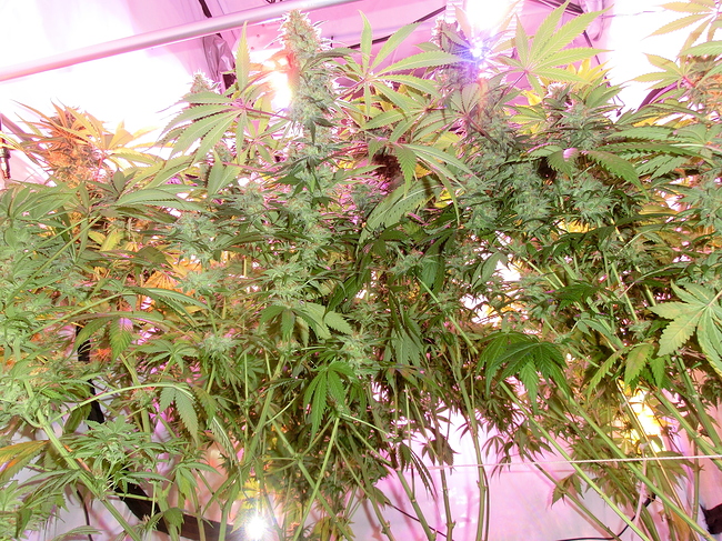 Growreport Bild 2