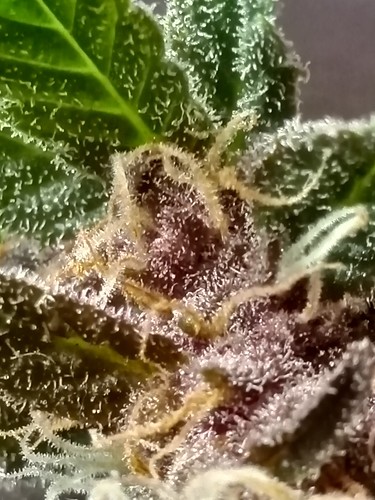 Growreport Bild 42