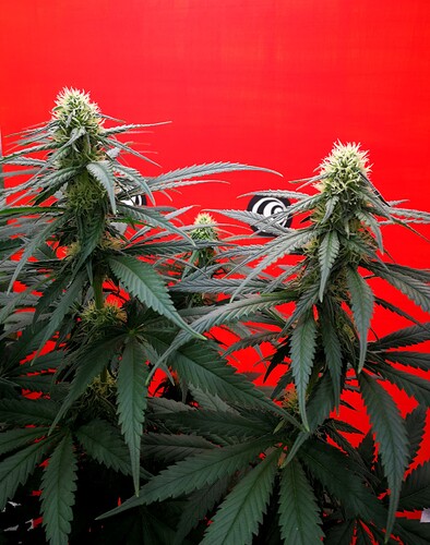 Growreport Bild 6