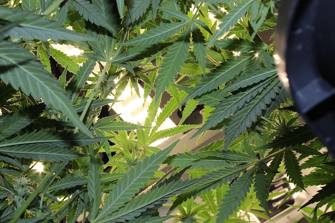 Growreport Bild 13
