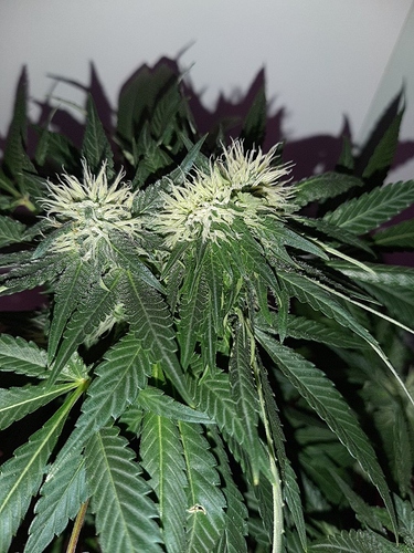 Growreport Bild 11