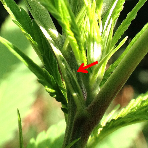 Growreport Bild 3