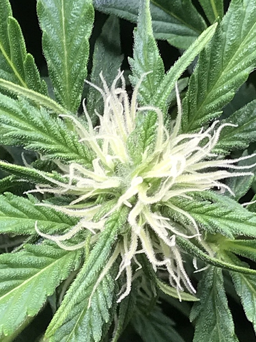 Growreport Bild 8