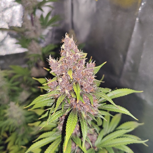Growreport Bild 14