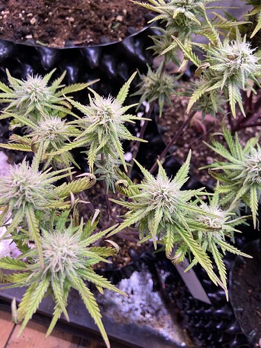 Growreport Bild 8