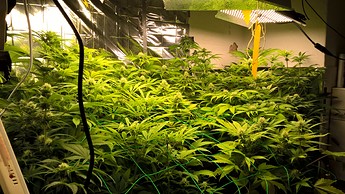 Growreport Bild 7