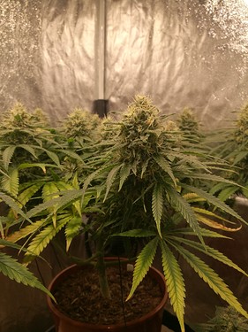 Growreport Bild 21