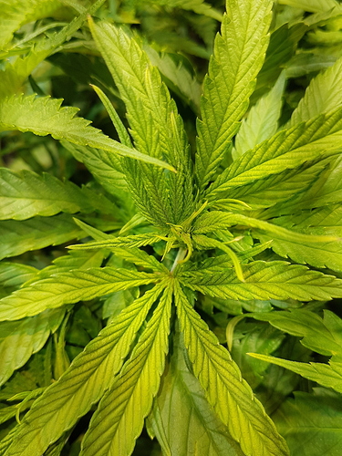 Growreport Bild 12
