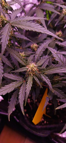Growreport Bild 84