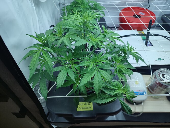 Growreport Bild 9