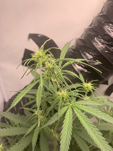 Growreport Bild 8