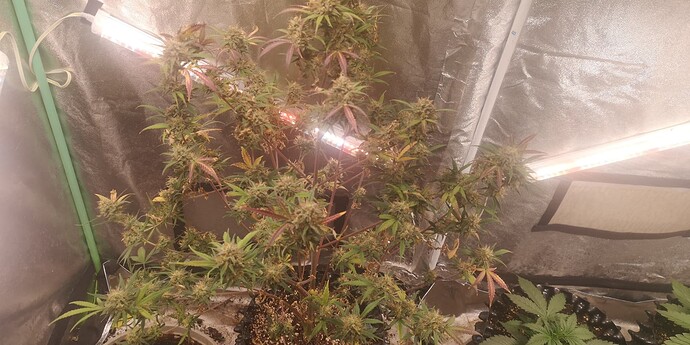 Growreport Bild 24