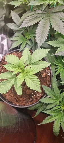 Growreport Bild 12