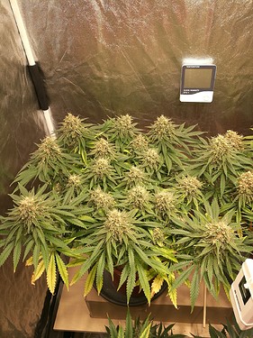 Growreport Bild 20