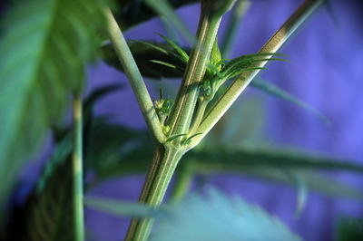 Growreport Bild 2