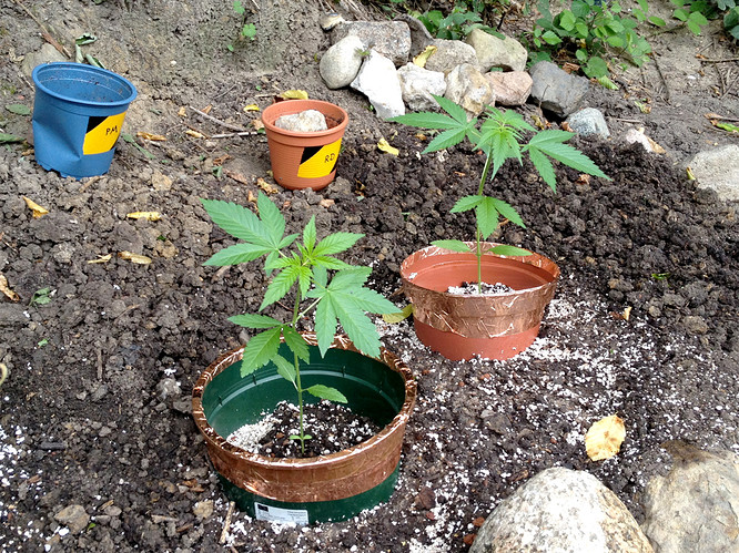 Growreport Bild 14