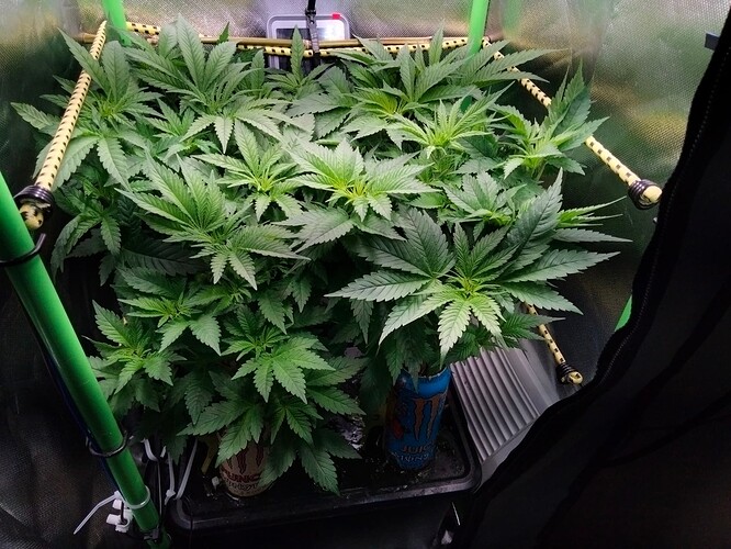 Growreport Bild 4